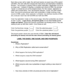 Dna Replication Coloring Worksheet As Well As Dna Coloring Worksheet Key