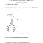 Dna Replication Coloring Worksheet Figurative Language Worksheets Pertaining To Double Helix Coloring Worksheet Answers