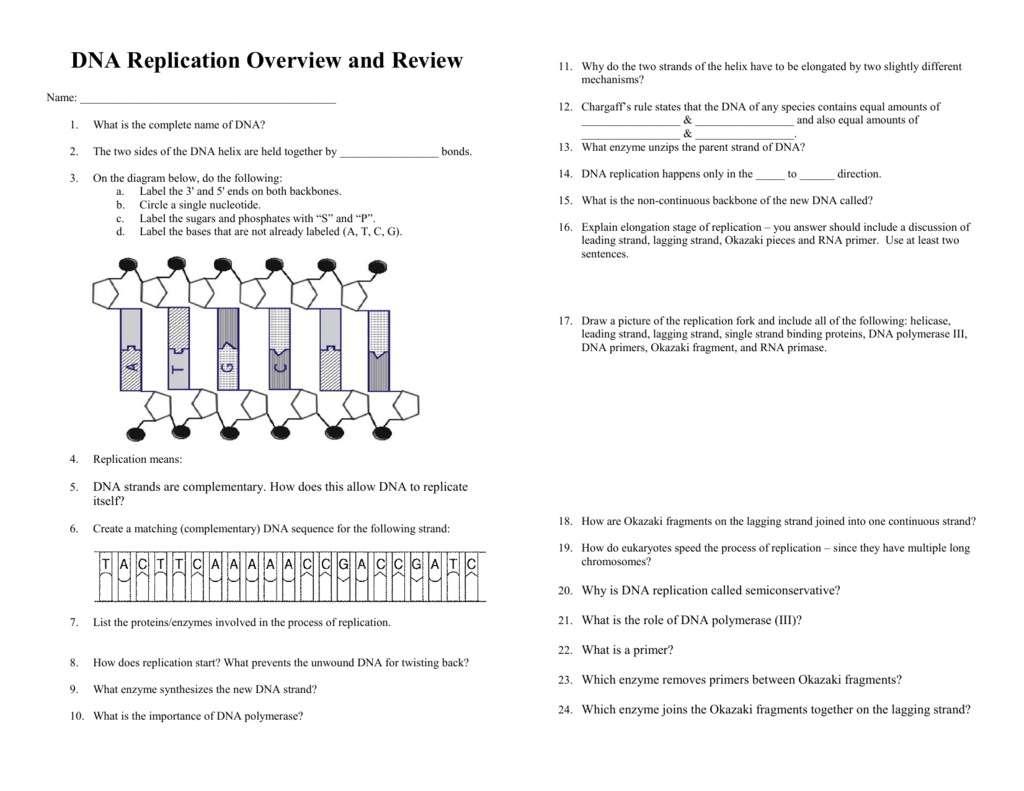 Dna Replication Overview And Review In Dna Replication Review Worksheet Answers