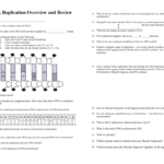 Dna Replication Overview And Review Regarding Dna Structure And Replication Review Worksheet