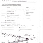 Dna Replication Review Worksheet Answers  Briefencounters For Dna Structure And Replication Review Worksheet