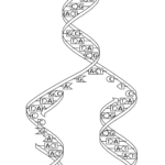 Dna Replication Split Coloring Page  Free Printable Coloring Pages Or Dna Replication Coloring Worksheet
