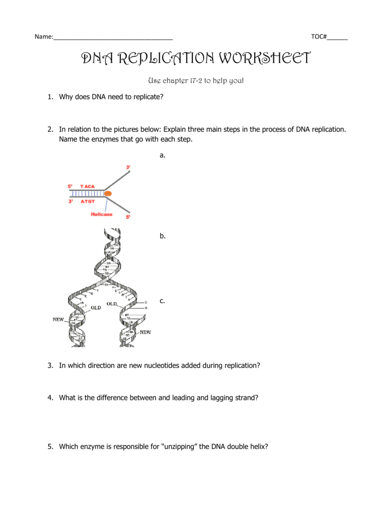 Dna Replication Worksheet For Dna Replication Worksheet