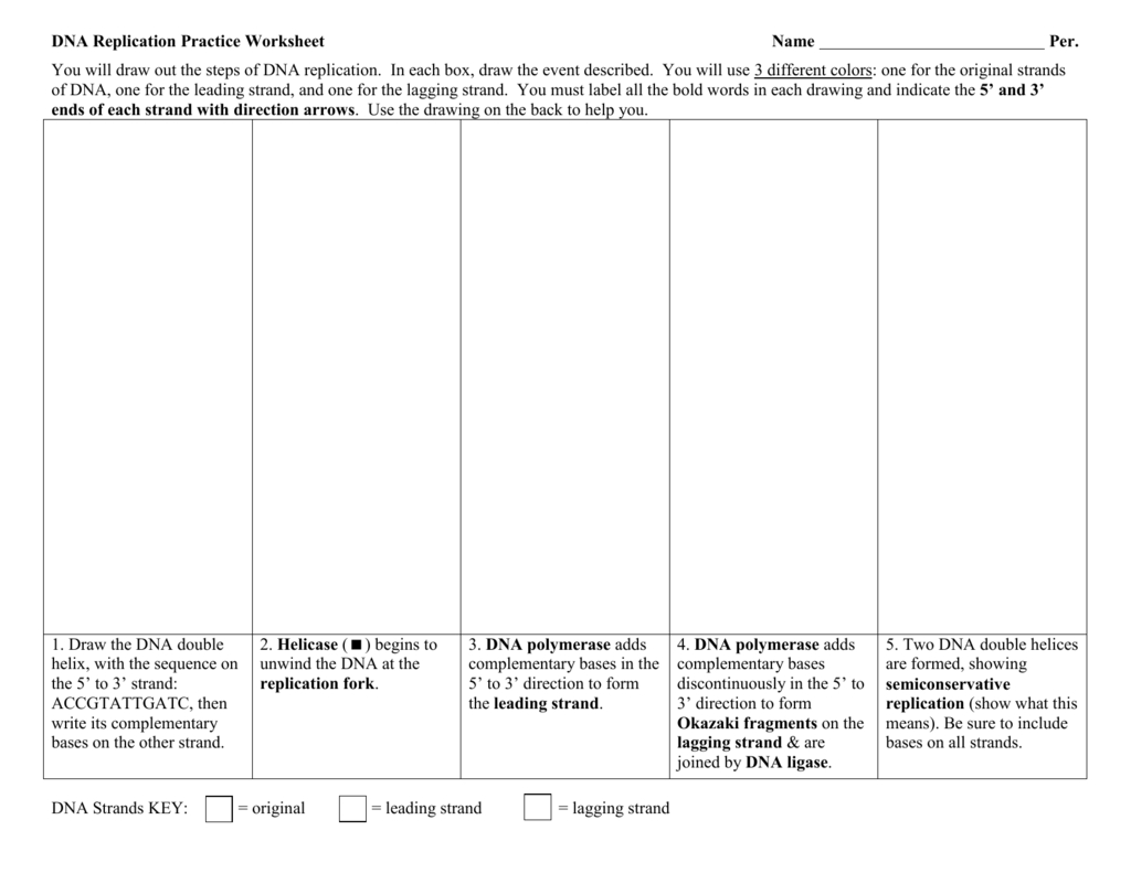 Dna Replication Worksheet Or Dna Structure Quiz Worksheet