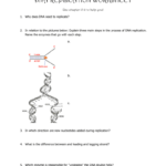 Dna Replication Worksheet Together With Dna And Replication Worksheet
