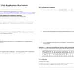 Dna Replication Worksheet – Watch The Animations And Answer As Well As Dna Replication Worksheet