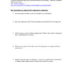 Dna Replication Worksheet – Watch The Animations And Answer With Dna Replication Worksheet Key