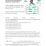 Dna Rna And Protein Synthesis Worksheet Answer Key  Briefencounters Throughout Dna Structure Worksheet Answer Key
