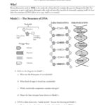 Dna Structure And Replication Pages 1  5  Text Version  Anyflip As Well As Dna The Molecule Of Heredity Worksheet Answers