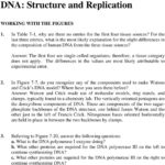 Dna Structure And Replication  Pdf For Dna Structure And Replication Worksheet Answer Key