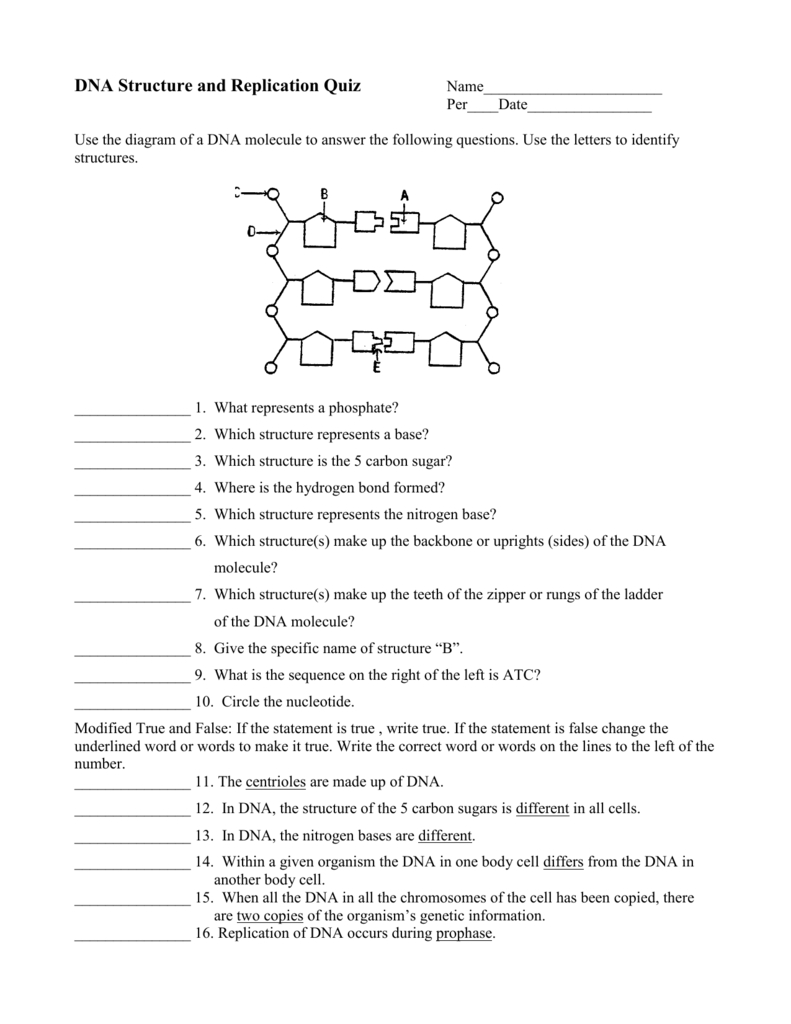 Dna Structure And Replication Quiz Throughout Dna Structure Quiz Worksheet