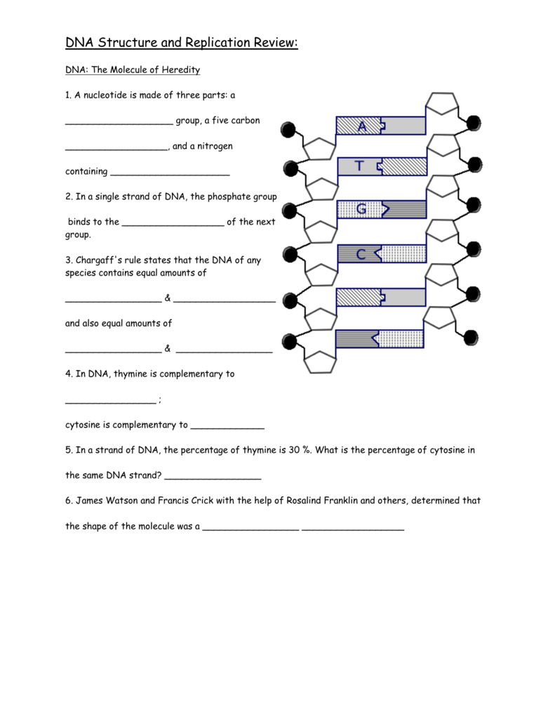 Dna Structure And Replication Review Pertaining To Dna Structure And Replication Review Worksheet