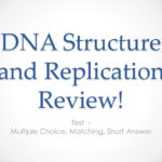 Dna Structure And Replication Review  Ppt Download Regarding Dna Structure And Replication Review Worksheet