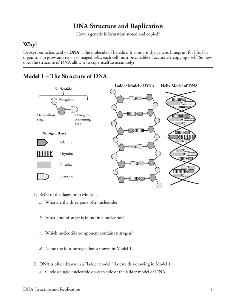 Dna Structure And Replication Why Intended For Dna Structure And Replication Worksheet Answers Key