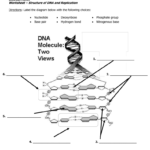 Dna Structure And Replication Worksheet And Dna Molecule And Replication Worksheet Answers