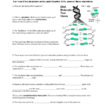 Dna Structure Worksheet Inside Dna Worksheet Answer Key