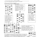 Dna Technology Worksheet With Regard To Dna Fingerprinting And Paternity Worksheet Answer Key