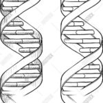 Dna The Double Helix Coloring Worksheet Answers  Briefencounters Along With Dna The Double Helix Coloring Worksheet