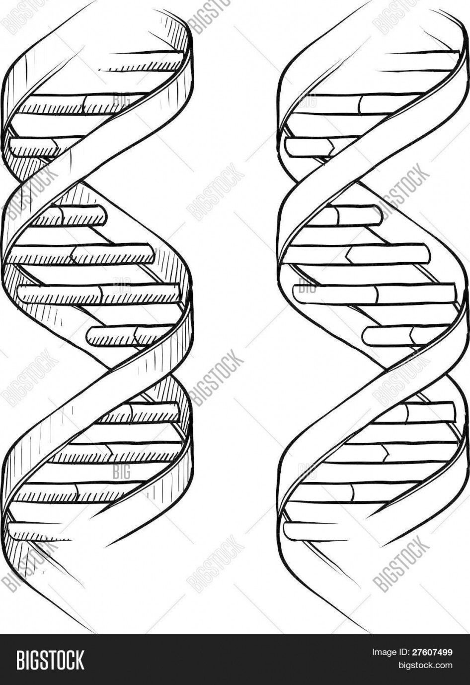 Dna The Double Helix Coloring Worksheet Answers  Briefencounters Along With Dna The Double Helix Coloring Worksheet