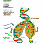 Dna The Double Helix Coloring Worksheet  Dna Replication Coloring And Dna Coloring Worksheet Key