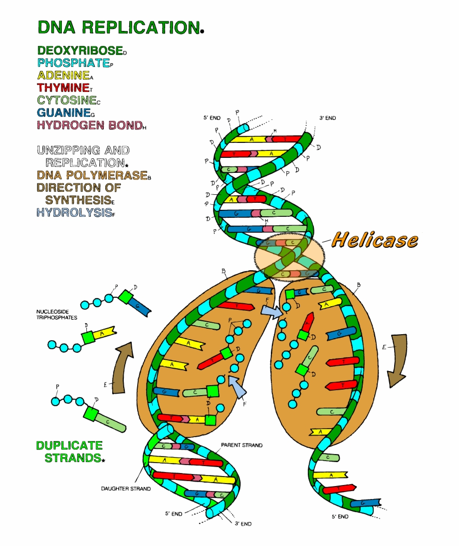 Dna The Double Helix Coloring Worksheet  Dna Replication Coloring Or Dna The Double Helix Coloring Worksheet