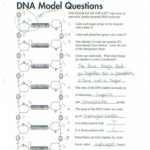 Dna The Molecule Of Heredity Worksheet  Yooob In Dna The Molecule Of Heredity Worksheet