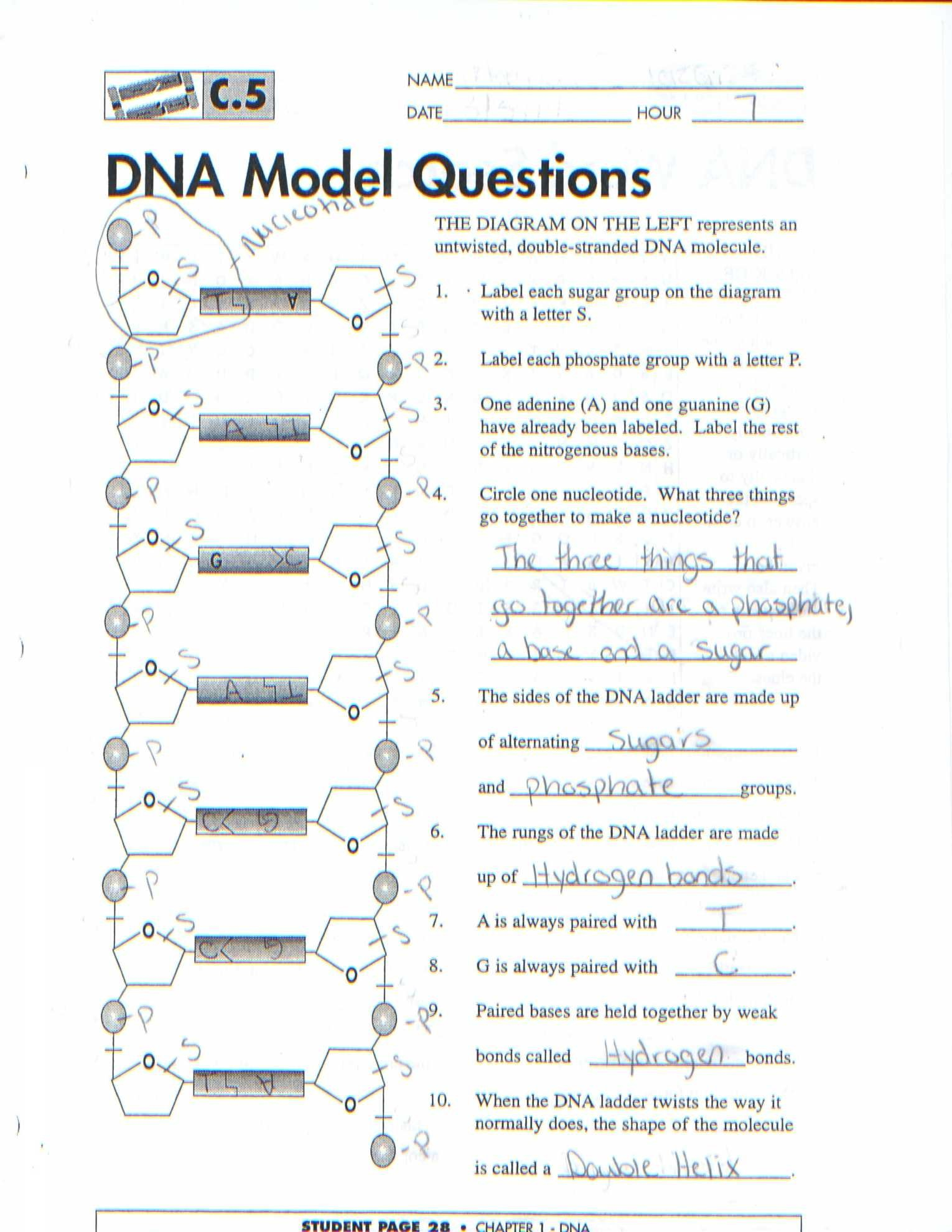 Dna The Molecule Of Heredity Worksheet  Yooob In Dna The Molecule Of Heredity Worksheet