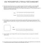 Dna Transcription  Translation Worksheet Also Transcription And Translation Worksheet Answers
