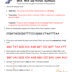 Dna Triplets Mrna Codon Amino Acid Match Along With Protein Synthesis Practice Worksheet