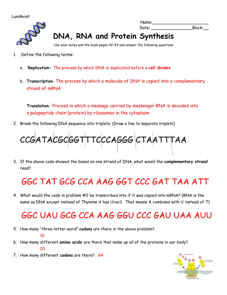 Dna Triplets Mrna Codon Amino Acid Match Pertaining To Worksheet On Dna Rna And Protein Synthesis