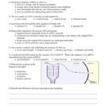Dna Unit Review Worksheet Together With Dna Structure And Replication Review Worksheet
