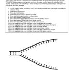 Dna Worksheet Multi Step Equations Worksheet 3Rd Grade Fractions Along With Dna Structure And Function Worksheet
