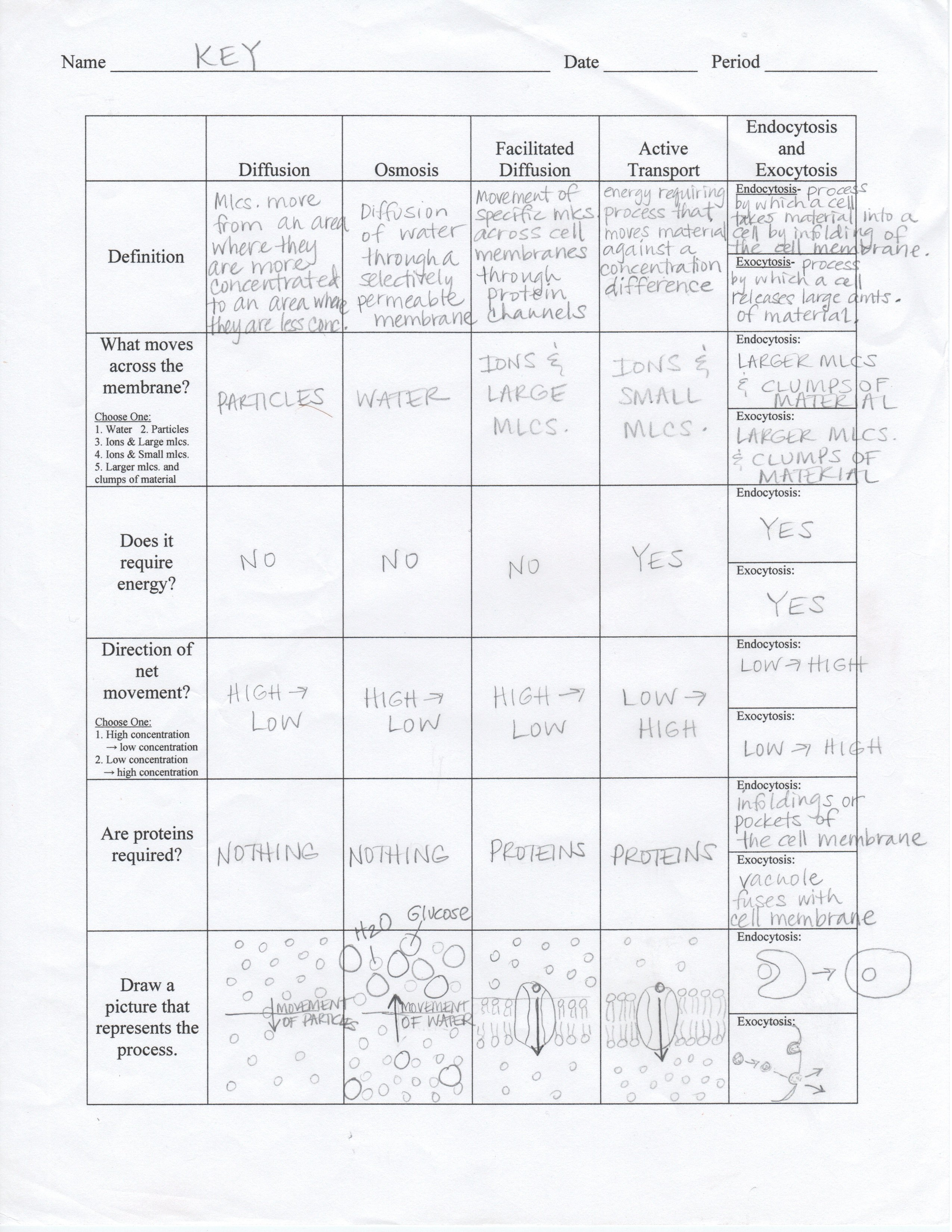 Documents For Cellular Transport Worksheet Section A Cell Membrane Structure Answer Key