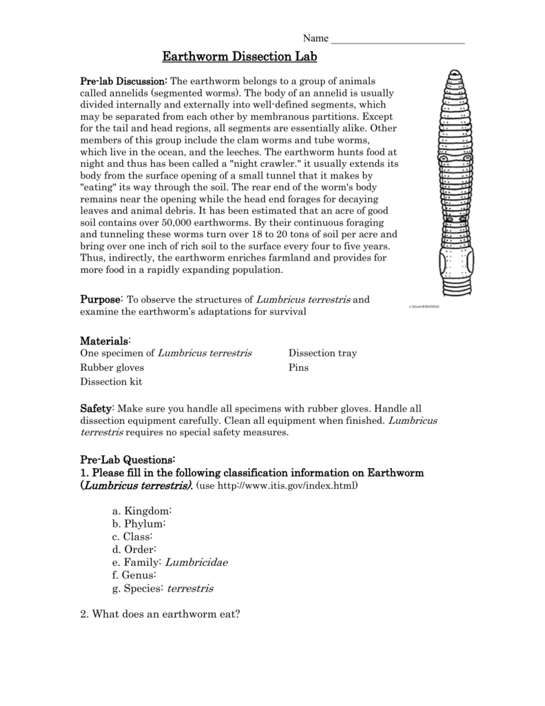 Earthworm Dissection Lab Also Earthworm Dissection Worksheet