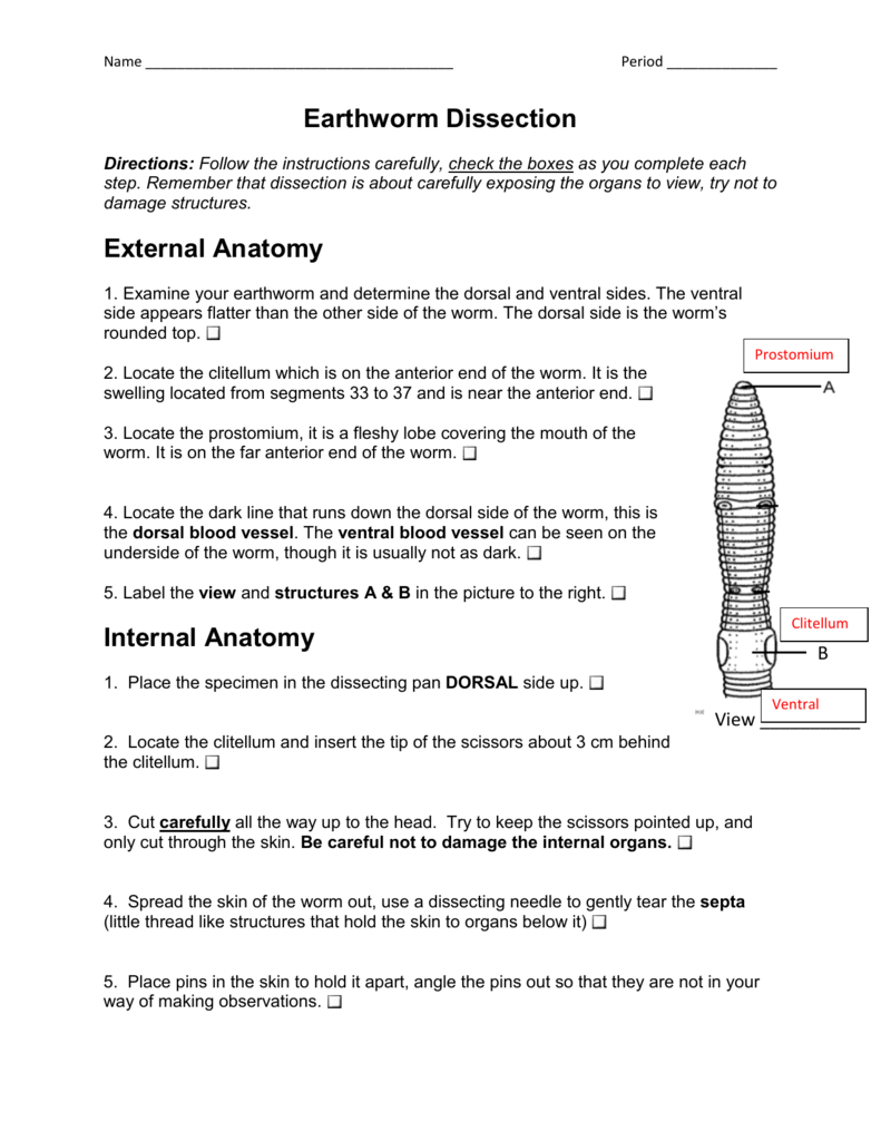 Earthworm Dissection With Answers Regarding Earthworm Dissection Worksheet