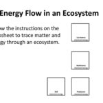 Ecosystems Unit Activity 34 Tracing Energy Through An Ecosystem With Energy Flow In Ecosystems Worksheet
