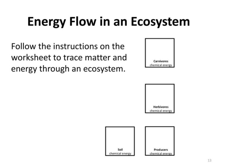 Ecosystems Unit Activity 34 Tracing Energy Through An Ecosystem With ...