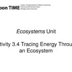 Ecosystems Unit Activity 34 Tracing Energy Through An Ecosystem Within Energy Flow In Ecosystems Worksheet