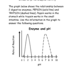 Effect Of Ph On Enzyme Worksheet And Enzyme Graphing Worksheet Answer Key