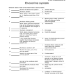 Endocrine Match Worksheet And Endocrine System Worksheet