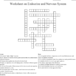 Endocrine System Crossword  Wordmint Along With Endocrine System Worksheet