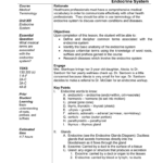 Endocrine System In Endocrine System Worksheet