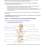 Endocrine System Webquest Or Human Endocrine Hormones Worksheet
