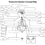 Endocrine System With Human Endocrine Hormones Worksheet
