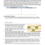 Endocrine System Worksheet Within Endocrine System Worksheet
