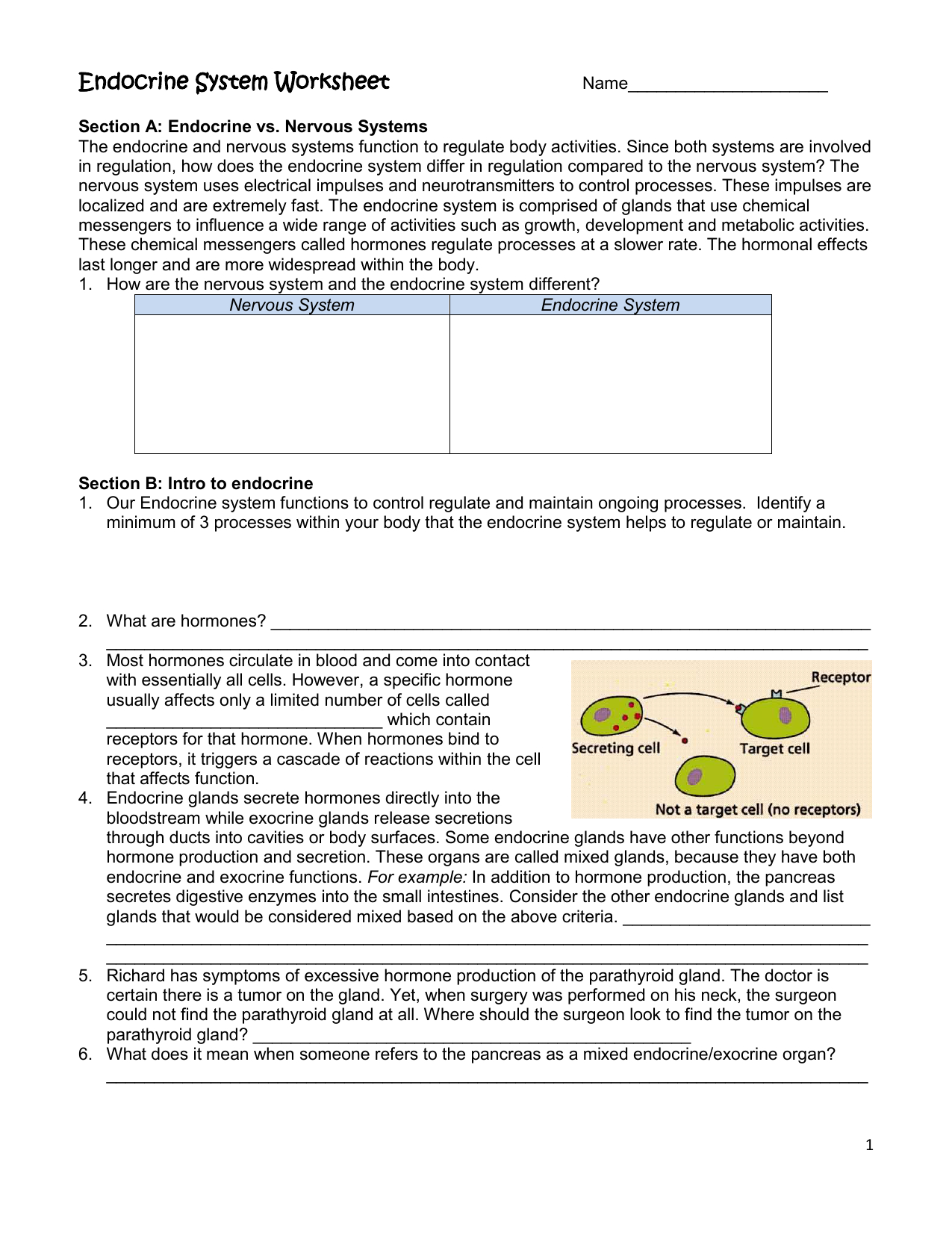 Endocrine System Worksheet Within Endocrine System Worksheet