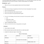 Energy Flow Worksheet And Matter And Energy Worksheet