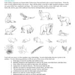 Energy Transfer Food Chains Fo Food Webs And Food Chains Worksheet Also Food Chains And Food Webs Skills Worksheet Answers