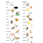 English Esl Baby Animals Worksheets  Most Downloaded 9 Results Intended For Baby Animals Worksheet