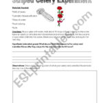 English Worksheets Colored Celery Experiment Within Food Coloring Flower Experiment Worksheet